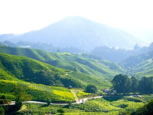 tea plantation, tea farm, tea-261508.jpg